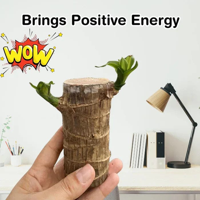 🌱Lucky Brazil Wood Money Magnet Plant 🌱 Buy 1 Get 1 Free🔥