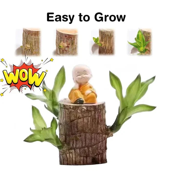 🌱Lucky Brazil Wood Money Magnet Plant 🌱 Buy 1 Get 1 Free🔥
