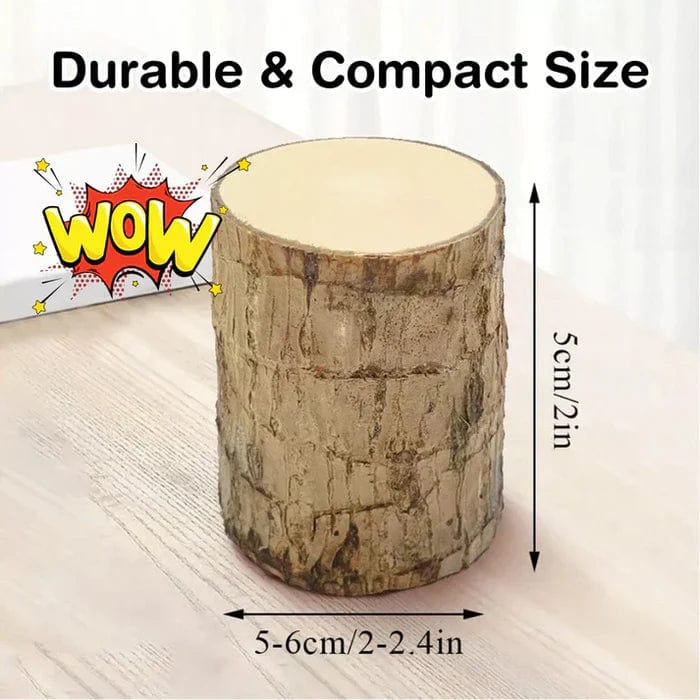 🌱Lucky Brazil Wood Money Magnet Plant 🌱 Buy 1 Get 1 Free🔥