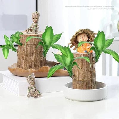 🌱Lucky Brazil Wood Money Magnet Plant 🌱 Buy 1 Get 1 Free🔥