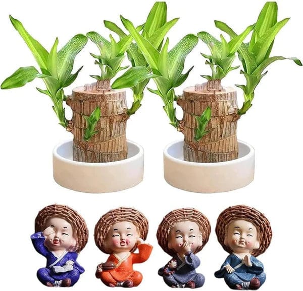 🌱Lucky Brazil Wood Money Magnet Plant 🌱 Buy 1 Get 1 Free🔥