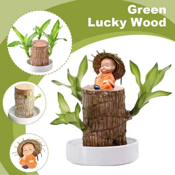 🌱Lucky Brazil Wood Money Magnet Plant 🌱 Buy 1 Get 1 Free🔥