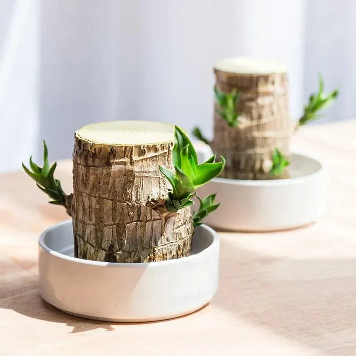 🌱Lucky Brazil Wood Money Magnet Plant 🌱 Buy 1 Get 1 Free🔥